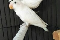 Lovebird Albino