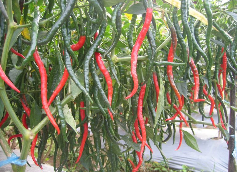 √ Cara Menanam Cabe Merah Besar Syarat Tumbuh Cabe dan Mengatasi