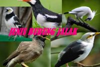 Jenis Burung Jalak