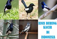 jenis burung kacer