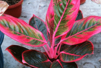 Jenis- Jenis Bunga Aglaonema