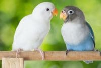 Burung Lovebird