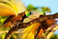 Cara Melestarikan Burung Cendrawasih