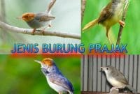 Jenis Burung Prajak