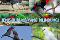 Jenis Burung yang Dilindungi