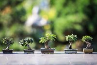 Jenis Tanaman Bonsai