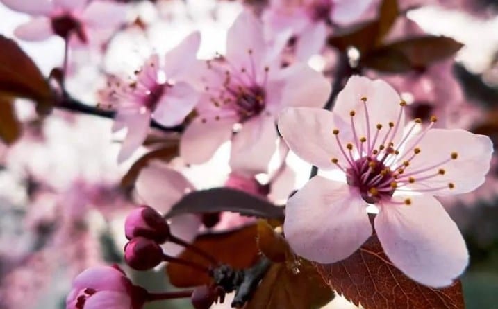 √Mengenal 10 Jenis Bunga Sakura yang Sangat Indah Di Pandang