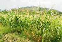 Cara Menanam Jagung Manis di Ladang