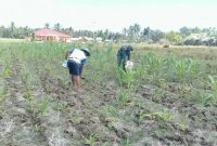 Cara Menanam Jagung dengan Organik