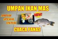 Umpan Ikan Mas Cuaca Panas