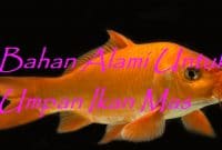 Bahan Alami Untuk Umpan Ikan Mas