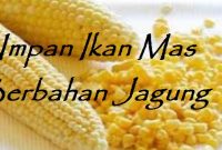 Umpan Ikan Mas Berbahan Jagung