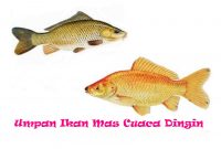 Umpan Ikan Mas Cuaca Dingin