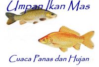 Umpan Ikan Mas Cuaca Panas Serta Hujan