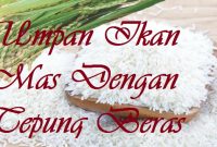 Umpan Ikan Mas Dengan Tepung Beras