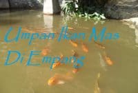 Umpan Ikan Mas Di Empang