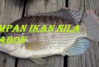 Umpan Ikan Nila Babon