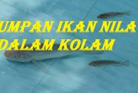 Umpan Ikan Nila Dalam Kolam