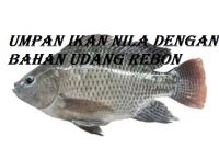 Umpan Ikan Nila Dengan Bahan Udang Rebon