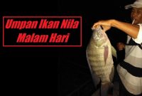 Umpan Ikan Nila Malam Hari