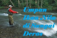 Umpan Ikan Nila di Sungai Deras