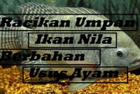 Racikan Umpan Ikan Nila Berbahan Usus Ayam