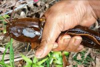 Umpan Ikan Lele di Sungai