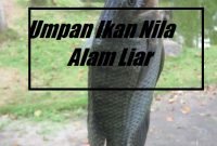 Umpan Ikan Nila Alam Liar