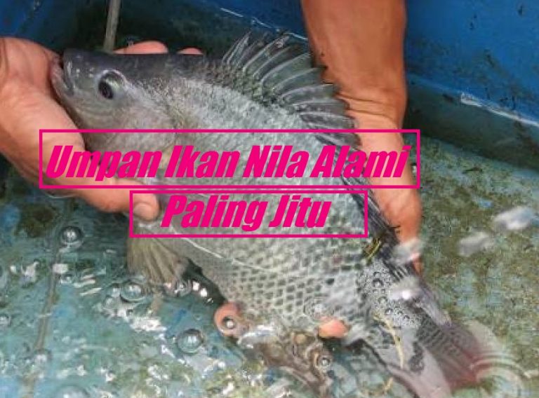 Umpan Ikan Nila Alami Paling Jitu