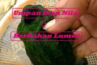 Umpan Ikan Nila Berbahan Lumut