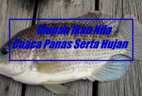 Umpan Ikan Nila Cuaca Panas Serta Hujan