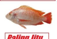 Umpan Ikan Nila Merah Paling Jitu