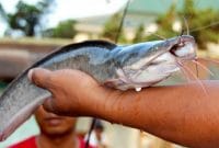 Umpan Mancing Ikan Lele Galatama