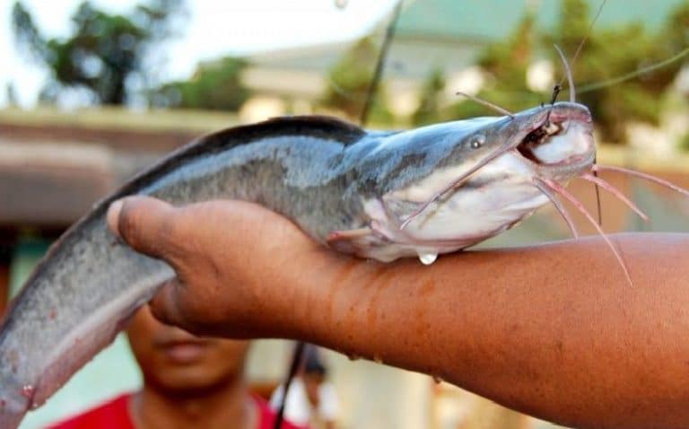 Umpan Mancing Ikan Lele Galatama